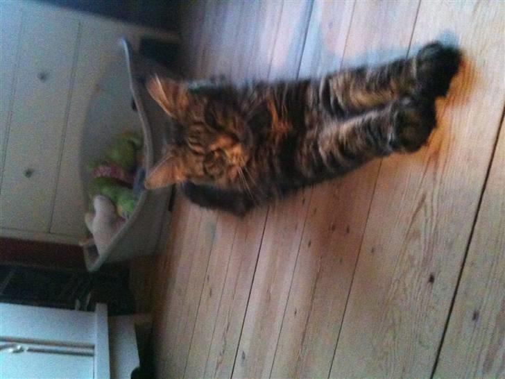 Maine Coon Prinsesse Laia billede 10