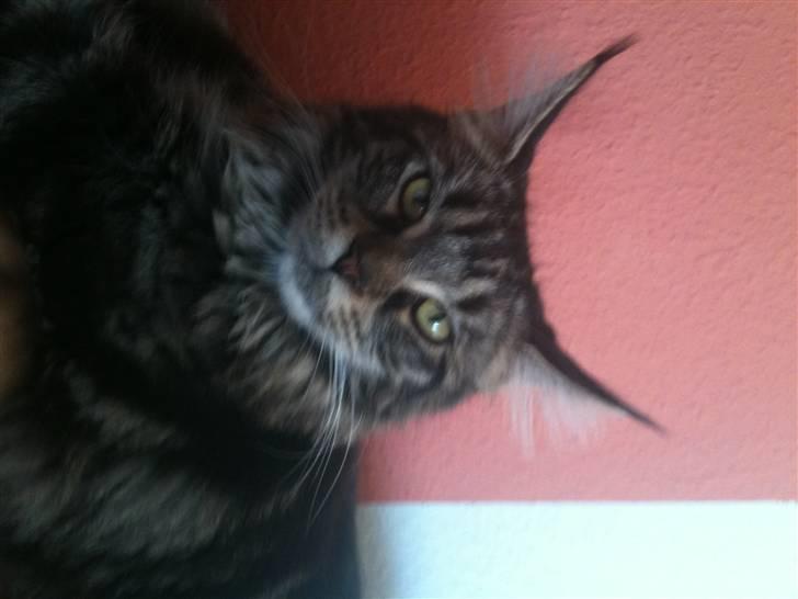 Maine Coon Prinsesse Laia billede 11