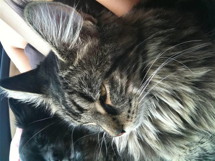 Maine Coon Prinsesse Laia billede 12