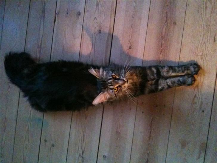 Maine Coon Prinsesse Laia billede 13