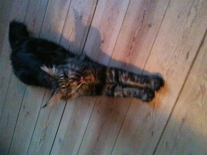 Maine Coon Prinsesse Laia billede 14