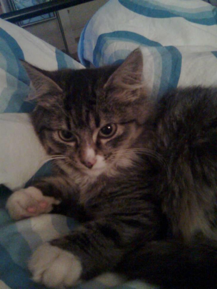 Blanding af racer Raya billede 2