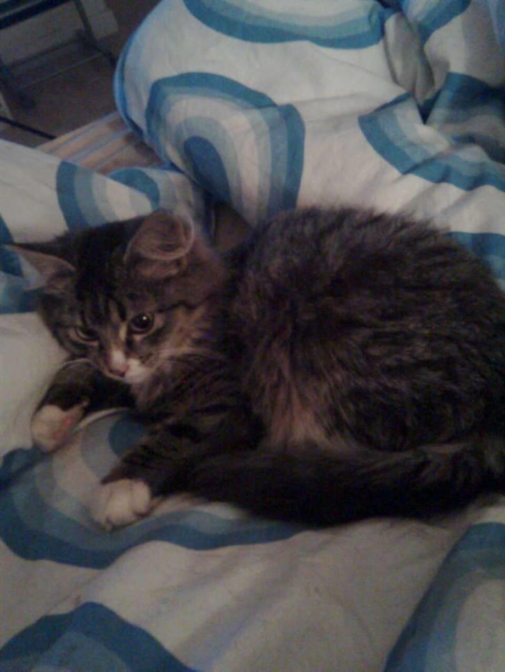 Blanding af racer Raya billede 3