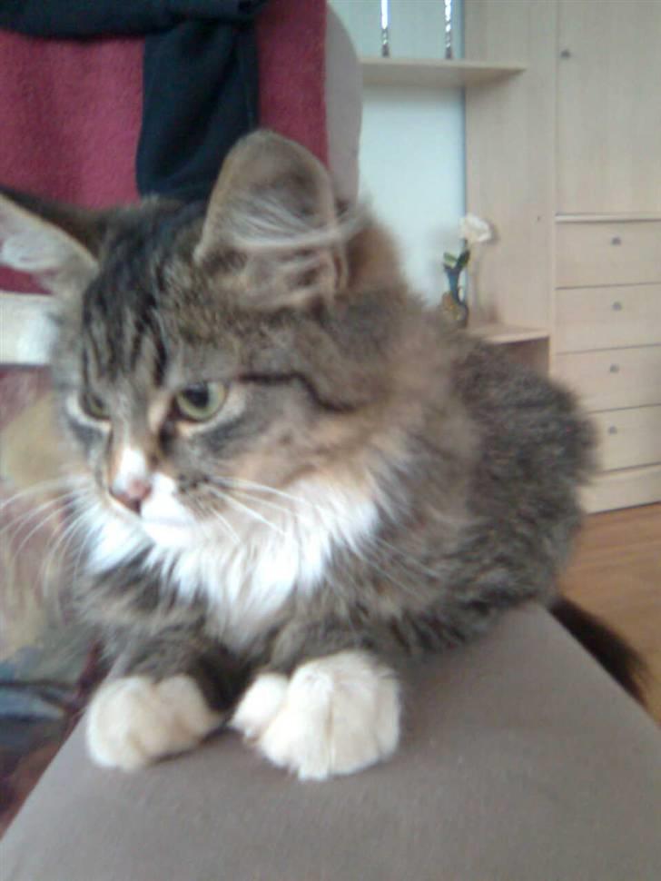 Blanding af racer Raya billede 4