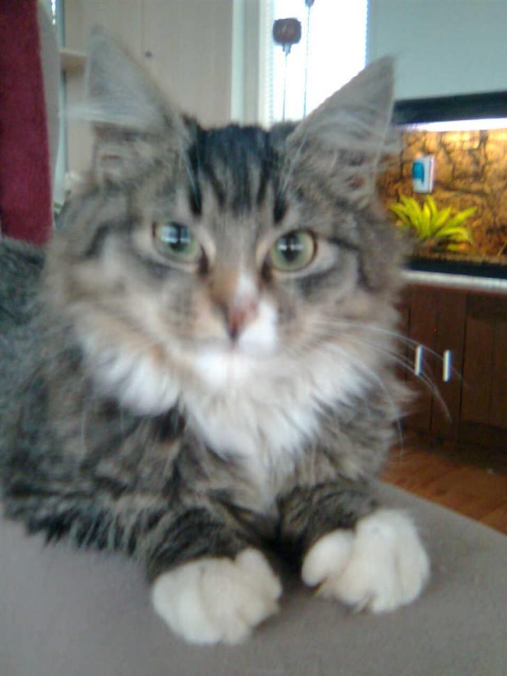 Blanding af racer Raya billede 5