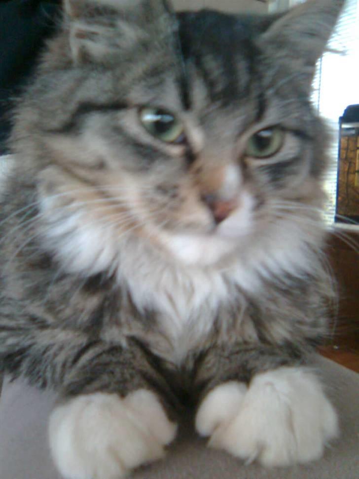 Blanding af racer Raya billede 6