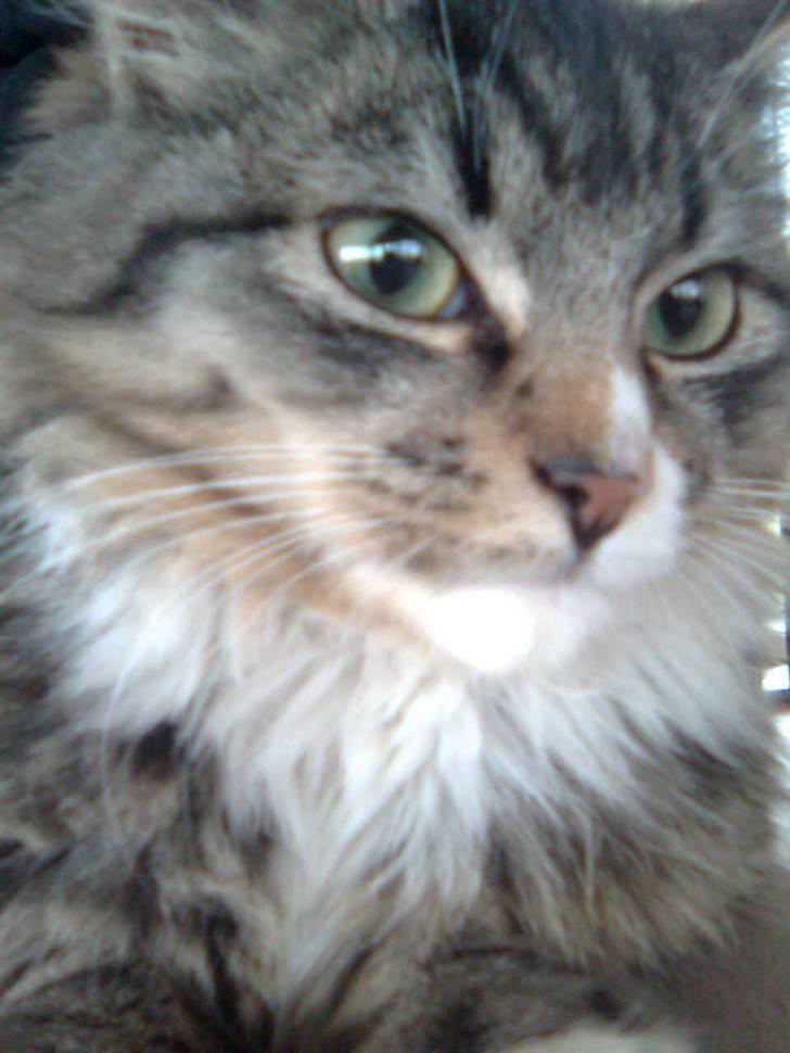 Blanding af racer Raya billede 7