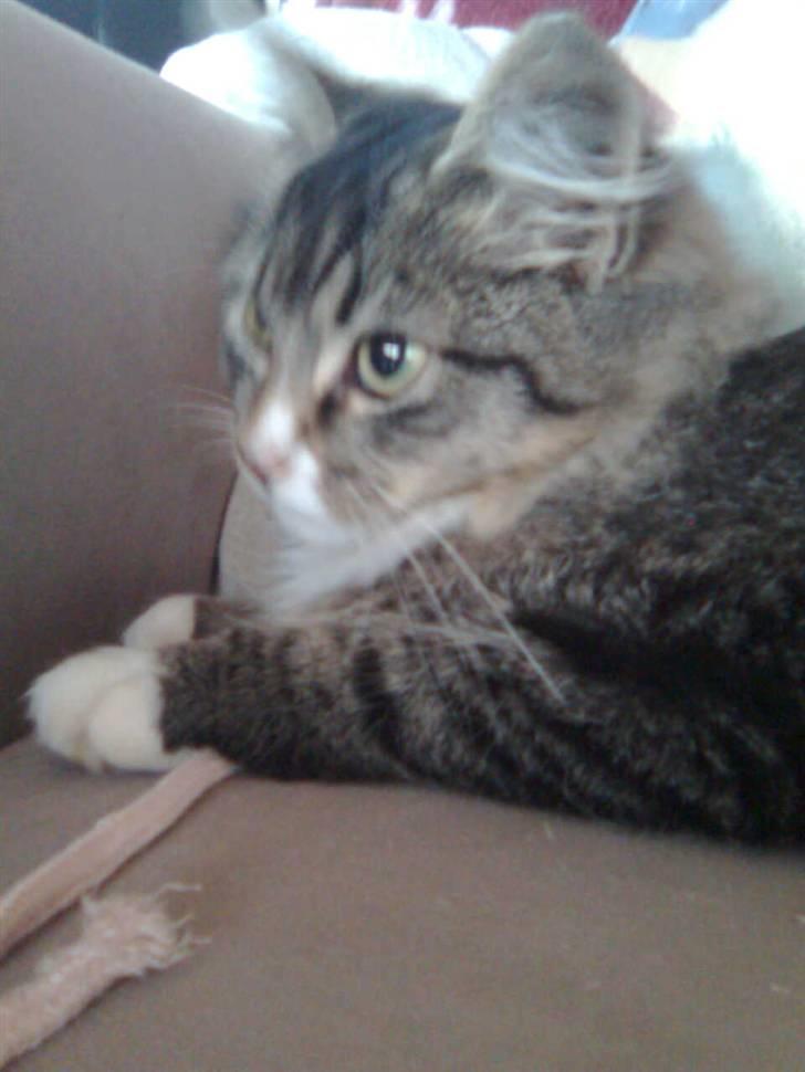 Blanding af racer Raya billede 8