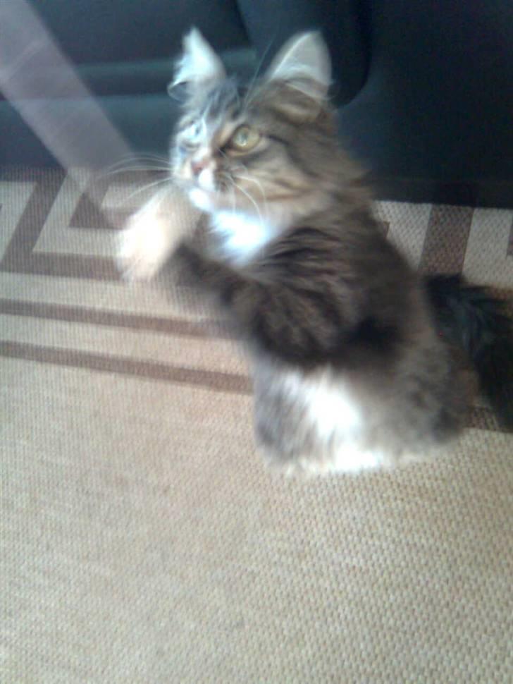 Blanding af racer Raya billede 9