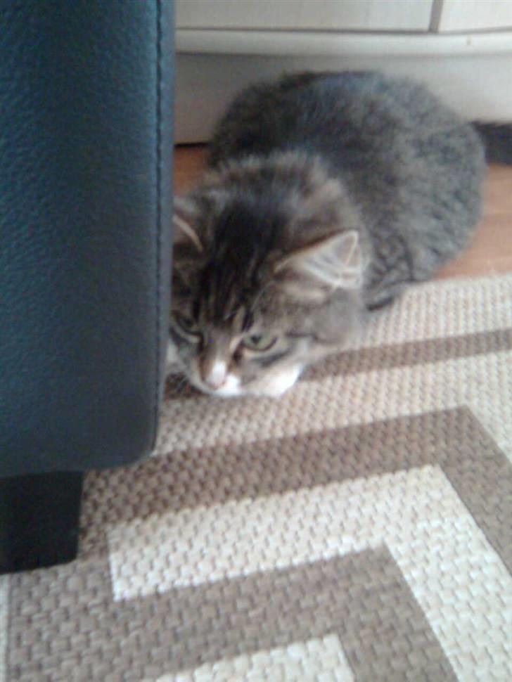 Blanding af racer Raya billede 10