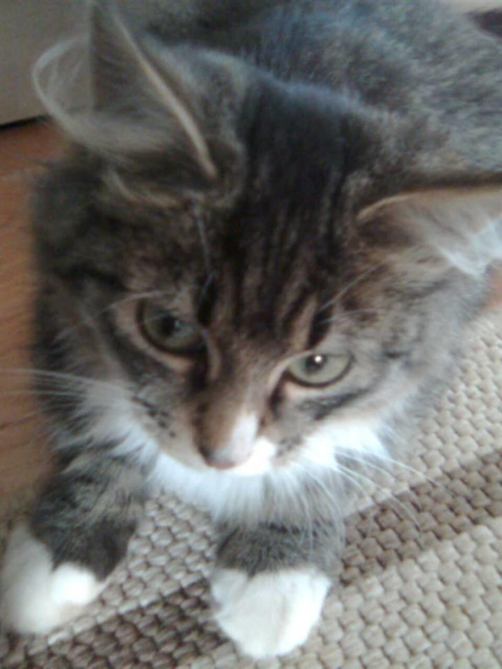 Blanding af racer Raya billede 11