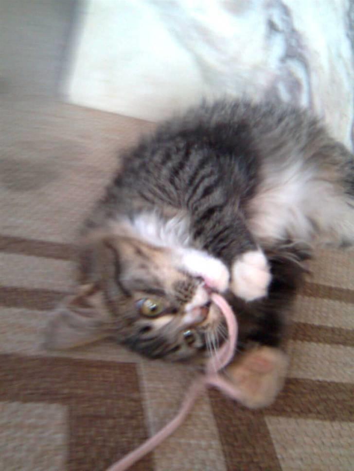 Blanding af racer Raya billede 12