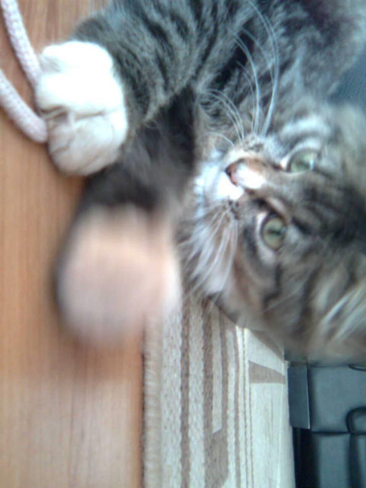 Blanding af racer Raya billede 13