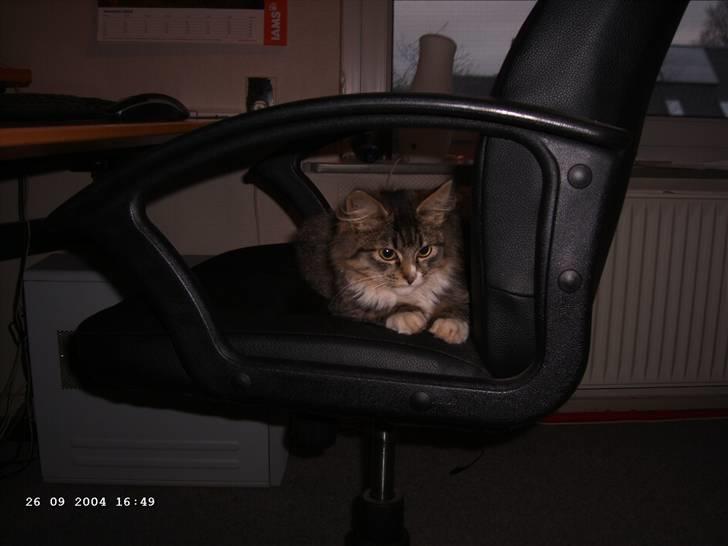 Blanding af racer Raya billede 14