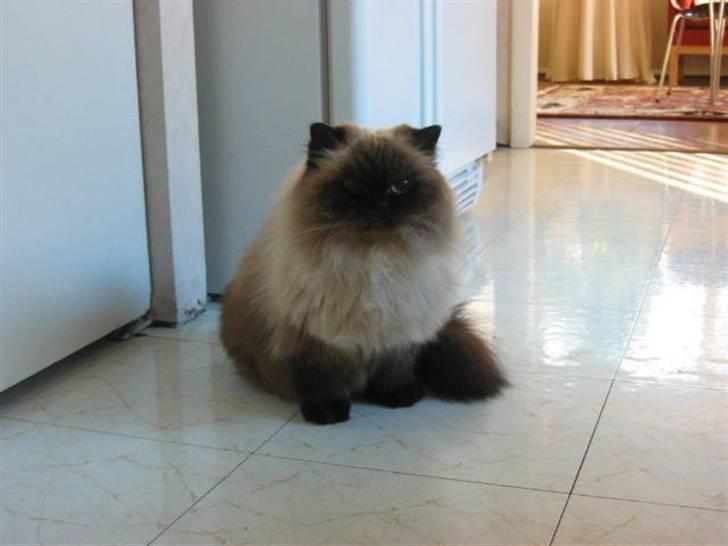 Colorpoint Maya billede 1