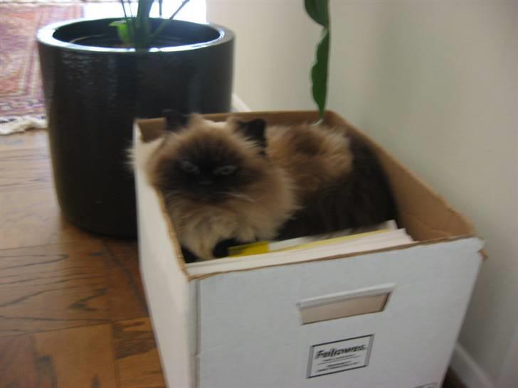 Colorpoint Maya billede 2