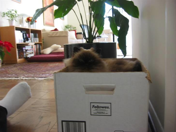 Colorpoint Maya billede 3