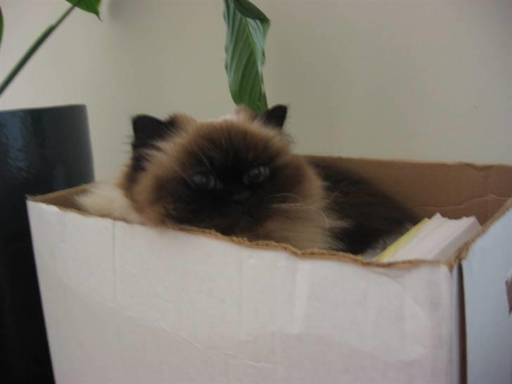 Colorpoint Maya billede 4