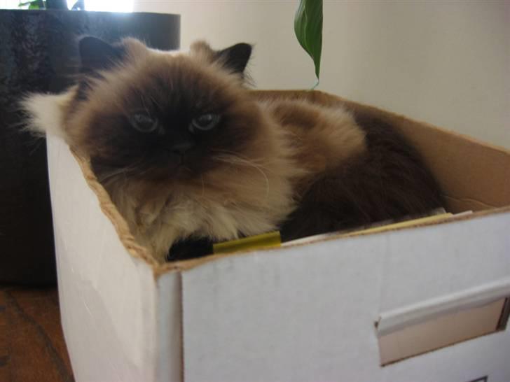 Colorpoint Maya billede 5