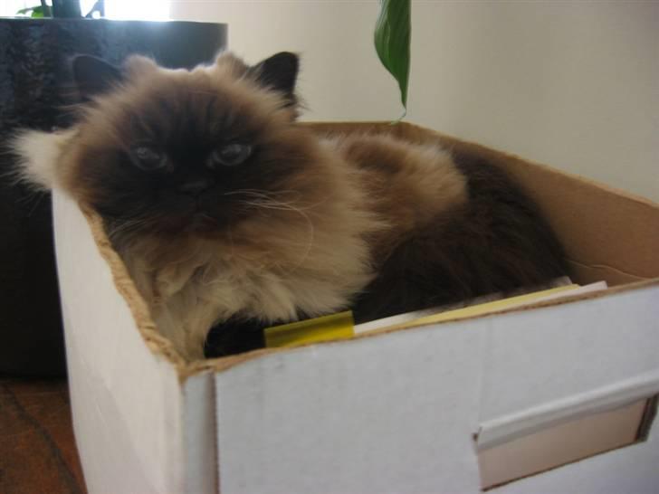 Colorpoint Maya billede 6