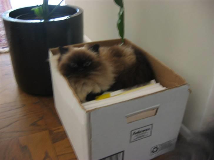 Colorpoint Maya billede 7