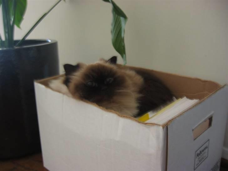 Colorpoint Maya billede 8