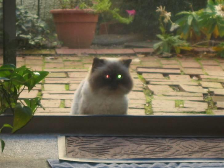 Colorpoint Maya billede 9