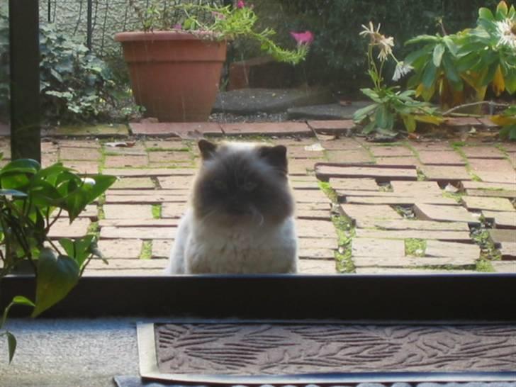 Colorpoint Maya billede 10