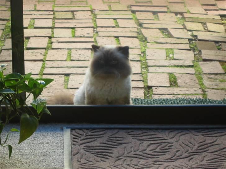 Colorpoint Maya billede 11