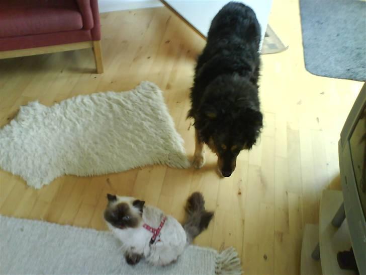 Colorpoint Maya billede 12