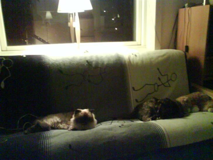 Colorpoint Maya billede 13