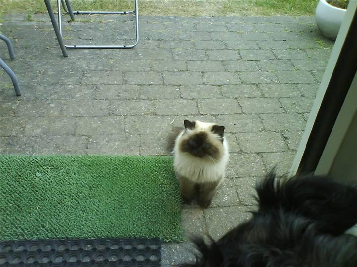 Colorpoint Maya billede 14