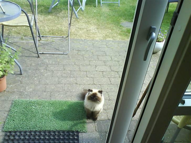 Colorpoint Maya billede 15