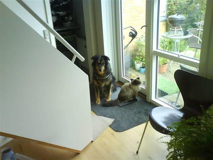 Colorpoint Maya billede 16