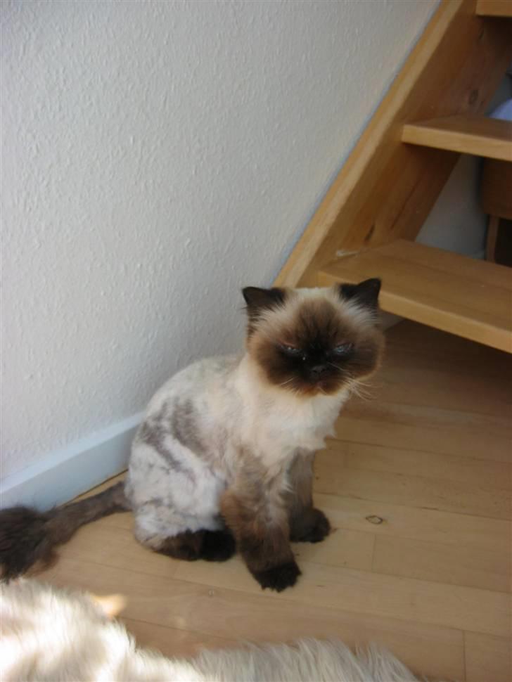 Colorpoint Maya billede 17