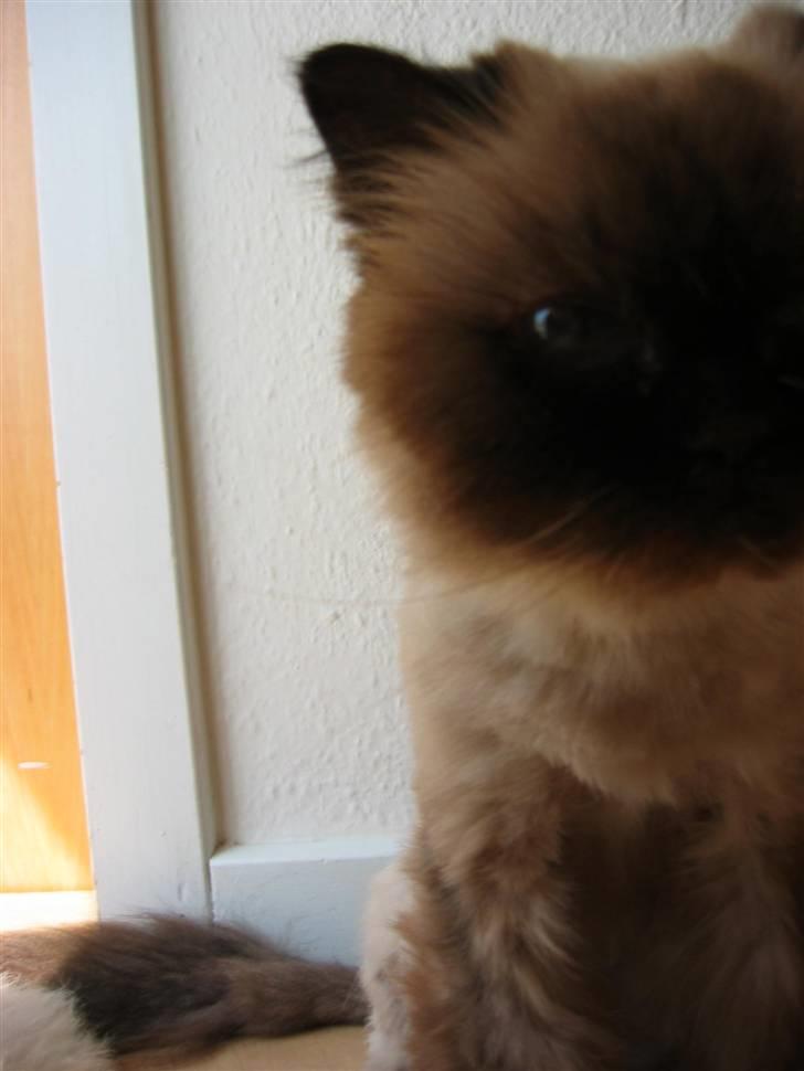 Colorpoint Maya billede 18