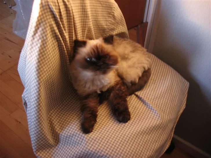 Colorpoint Maya billede 19