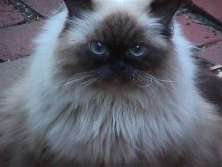 Colorpoint Maya billede 20