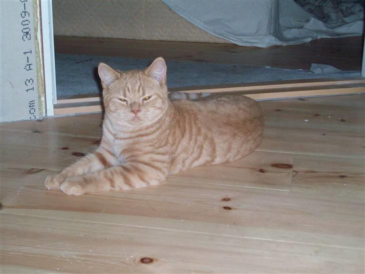 British Shorthair Elliot billede 1