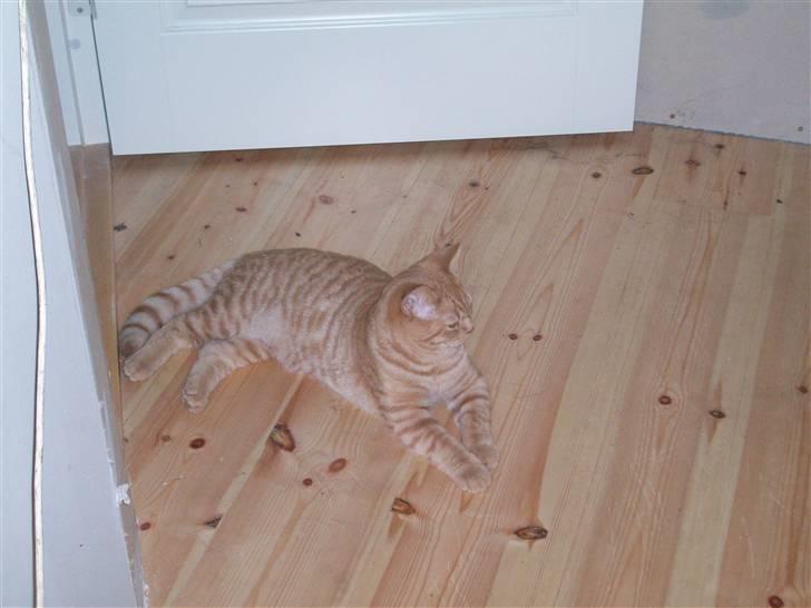 British Shorthair Elliot billede 2