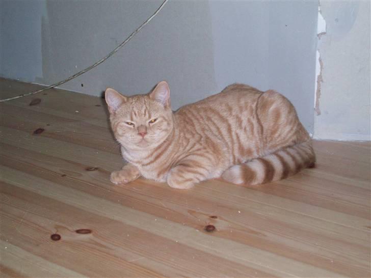 British Shorthair Elliot billede 3