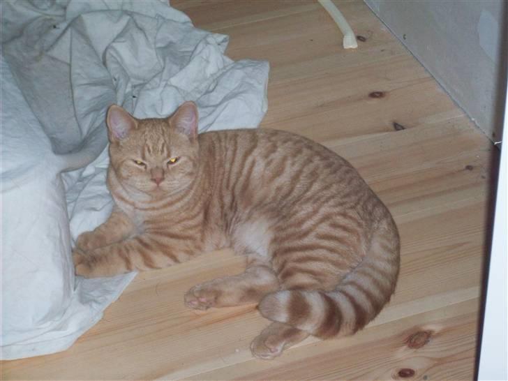 British Shorthair Elliot billede 4