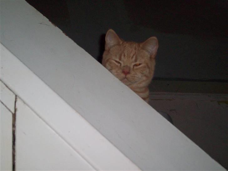 British Shorthair Elliot billede 5