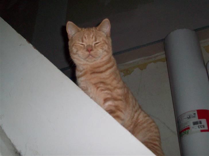 British Shorthair Elliot billede 6