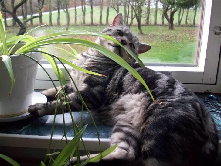 British Shorthair Balto billede 12