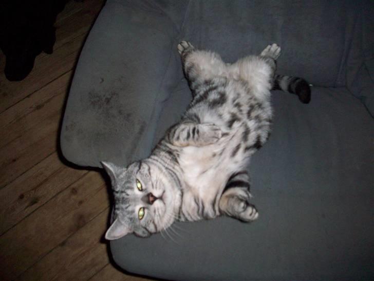 British Shorthair Balto billede 13