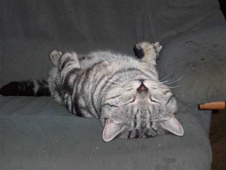 British Shorthair Balto billede 14