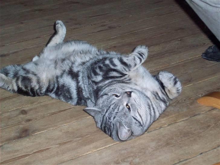 British Shorthair Balto billede 15