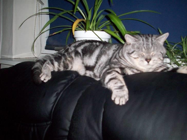 British Shorthair Balto billede 16