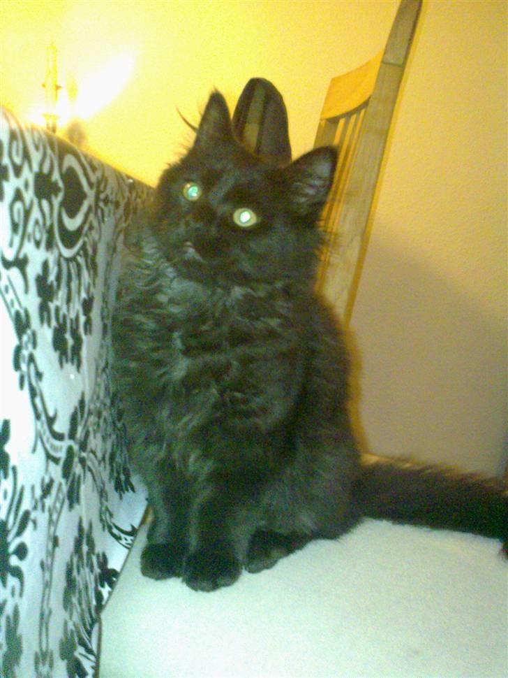 Blanding af racer Konrad billede 1